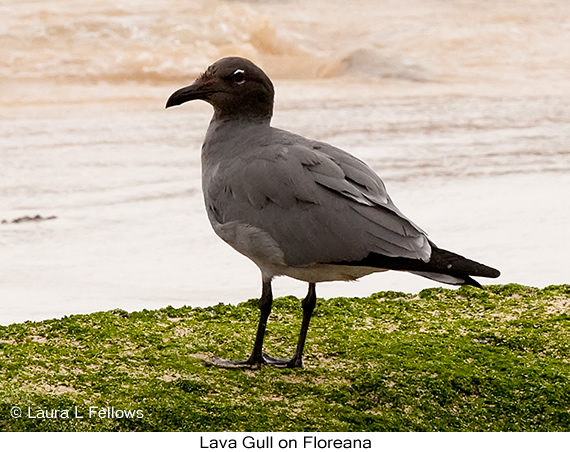 Lava Gull - © Laura L Fellows and Exotic Birding LLC