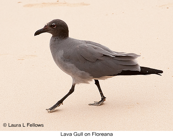 Lava Gull - © Laura L Fellows and Exotic Birding LLC