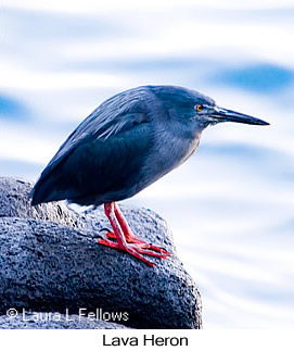 Lava Heron - © Laura L Fellows and Exotic Birding LLC