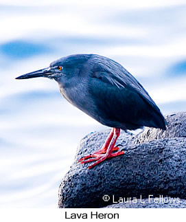 Lava Heron - © Laura L Fellows and Exotic Birding LLC