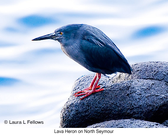 Lava Heron - © Laura L Fellows and Exotic Birding LLC