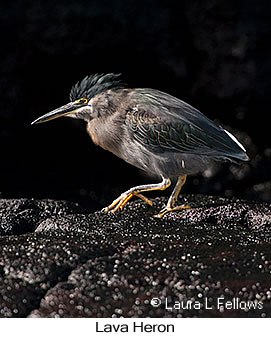 Lava Heron - © Laura L Fellows and Exotic Birding LLC