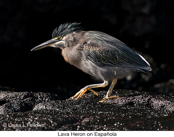 Lava Heron - © Laura L Fellows and Exotic Birding LLC