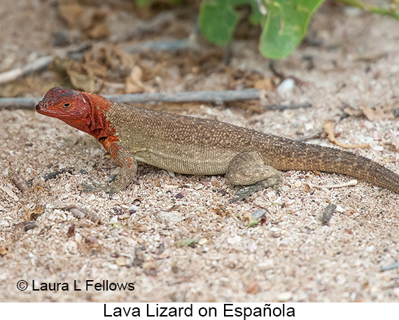 Lava Lizard - © James F Wittenberger and Exotic Birding LLC