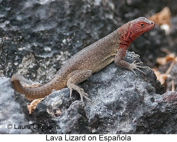 Lava Lizard - © James F Wittenberger and Exotic Birding LLC