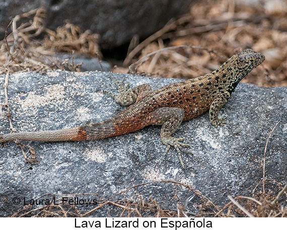 Lava Lizard - © James F Wittenberger and Exotic Birding LLC