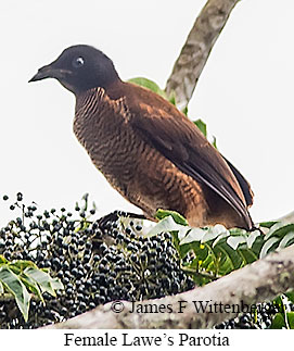 Lawe's-parotia Female - © James F Wittenberger and Exotic Birding LLC