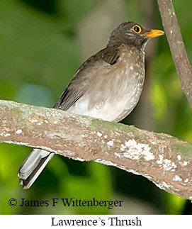 Lawrence's Thrush - © James F Wittenberger and Exotic Birding LLC