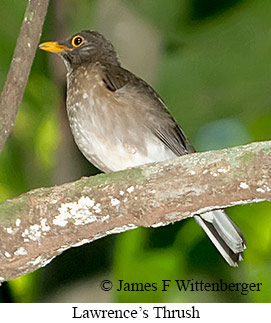 Lawrence's Thrush - © James F Wittenberger and Exotic Birding LLC