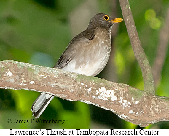 Lawrence's Thrush - © James F Wittenberger and Exotic Birding LLC