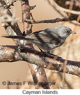 Layard's Warbler - © James F Wittenberger and Exotic Birding LLC