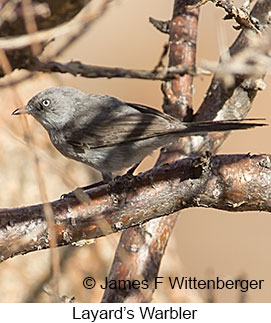 Layard's Warbler - © James F Wittenberger and Exotic Birding LLC