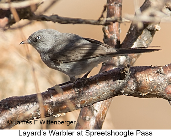 Layard's Warbler - © James F Wittenberger and Exotic Birding LLC