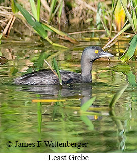 Least Grebe - © James F Wittenberger and Exotic Birding LLC