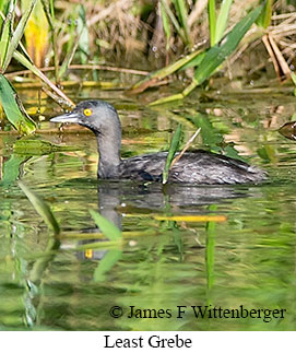 Least Grebe - © James F Wittenberger and Exotic Birding LLC