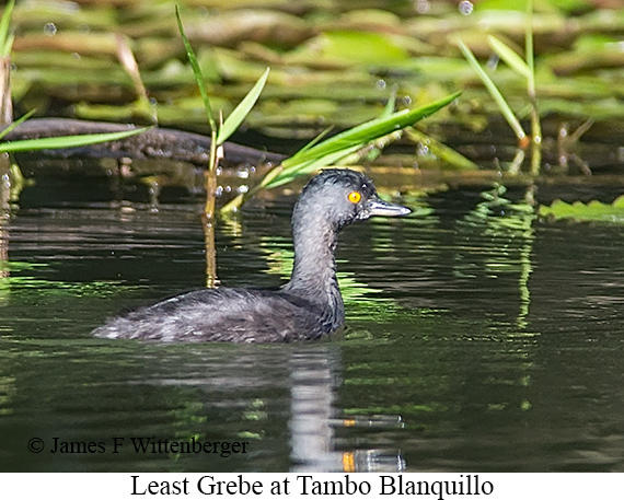 Least Grebe - © James F Wittenberger and Exotic Birding LLC