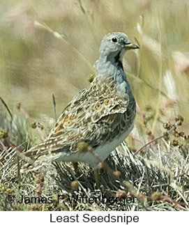 Least Seedsnipe - © James F Wittenberger and Exotic Birding LLC Least Seedsnipe - © James F Wittenberger and Exotic Birding LLC