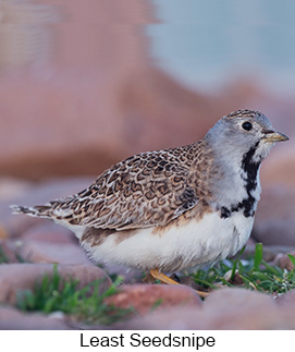 Least Seedsnipe  - Courtesy Argentina Wildlife Expeditions