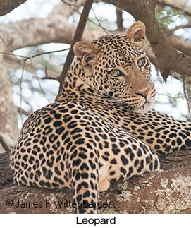 Leopard - © James F Wittenberger and Exotic Birding LLC Leopard - © James F Wittenberger and Exotic Birding LLC