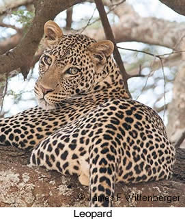 Leopard - © James F Wittenberger and Exotic Birding LLC