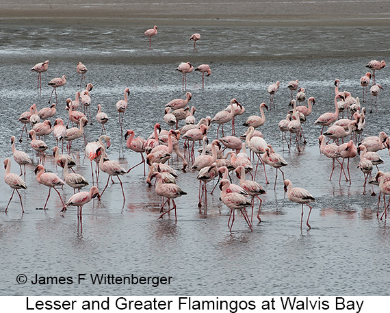 Lesser-and-greater Flamingos - © James F Wittenberger and Exotic Birding LLC