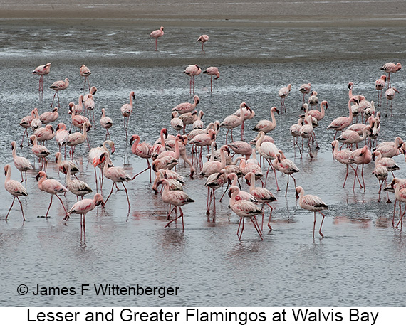 Lesser-and-greater Flamingos - © James F Wittenberger and Exotic Birding LLC Lesser-and-greater Flamingos - © James F Wittenberger and Exotic Birding LLC