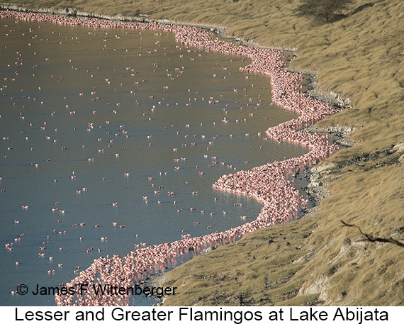 Lesser-and-greater Flamingos - © The Photographer and Exotic Birding LLC