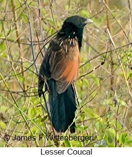 Lesser Coucal - &copy; James F Wittenberger and Exotic Birding LLC
