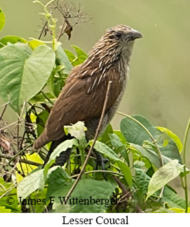 Lesser Coucal - © James F Wittenberger and Exotic Birding LLC
