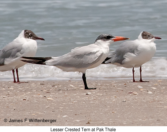 Lesser Crested Tern - © James F Wittenberger and Exotic Birding LLC
