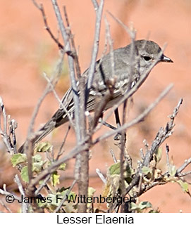 Lesser Elaenia - © James F Wittenberger and Exotic Birding LLC