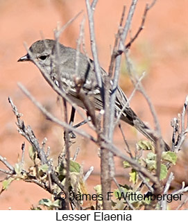 Lesser Elaenia - © James F Wittenberger and Exotic Birding LLC