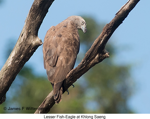 Lesser Fish-Eagle - © James F Wittenberger and Exotic Birding LLC