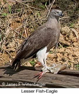 Lesser Fish-Eagle - &copy; James F Wittenberger and Exotic Birding LLC