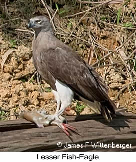 Lesser Fish-Eagle - © James F Wittenberger and Exotic Birding LLC