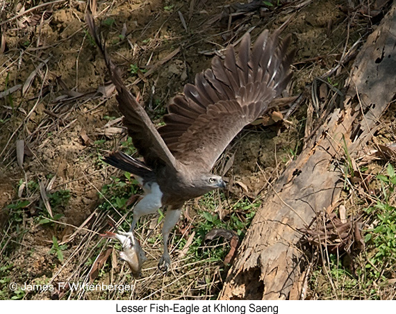 Lesser Fish-Eagle - © James F Wittenberger and Exotic Birding LLC