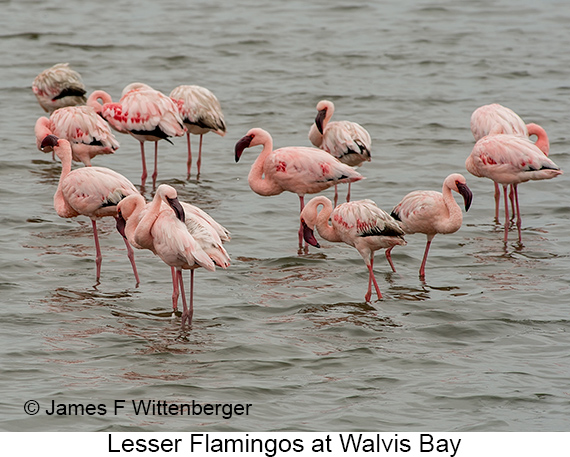 Lesser Flamingo - © James F Wittenberger and Exotic Birding LLC