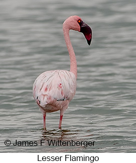 Lesser Flamingo - © James F Wittenberger and Exotic Birding LLC