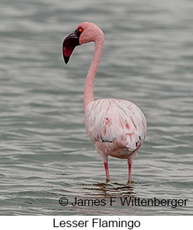 Lesser Flamingo - © James F Wittenberger and Exotic Birding LLC