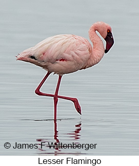 Lesser Flamingo - © James F Wittenberger and Exotic Birding LLC