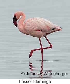 Lesser Flamingo - © James F Wittenberger and Exotic Birding LLC