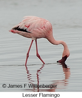 Lesser Flamingo - © James F Wittenberger and Exotic Birding LLC