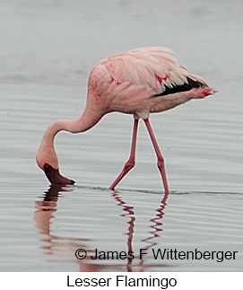 Lesser Flamingo - © James F Wittenberger and Exotic Birding LLC