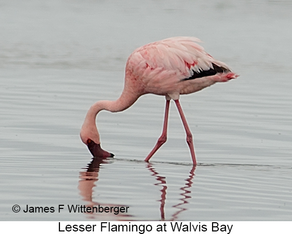 Lesser Flamingo - © James F Wittenberger and Exotic Birding LLC