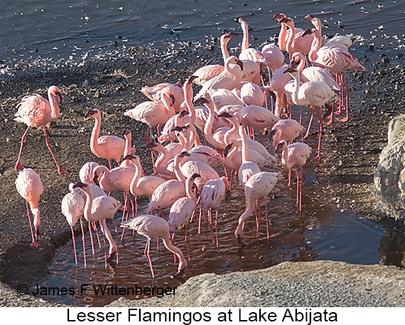 Lesser Flamingo - © The Photographer and Exotic Birding LLC