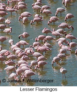 Lesser Flamingo - © James F Wittenberger and Exotic Birding LLC