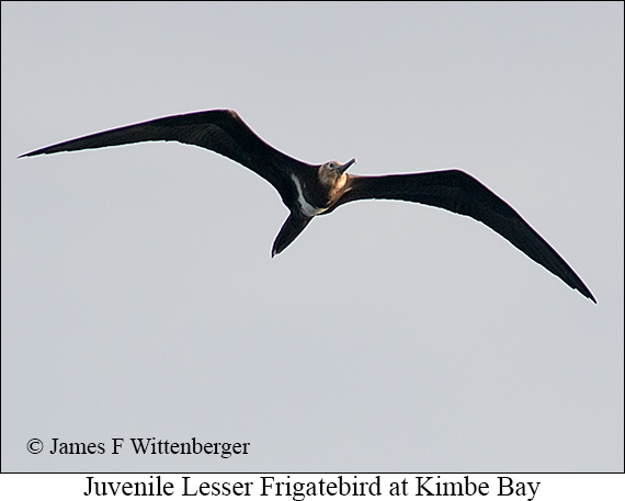 Lesser Frigatebird - © James F Wittenberger and Exotic Birding LLC