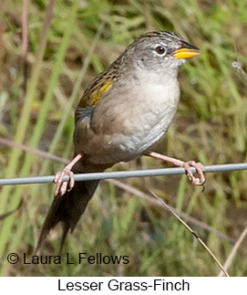 Lesser Grass-Finch - © Laura L Fellows and Exotic Birding LLC Lesser Grass-Finch - © Laura L Fellows and Exotic Birding LLC