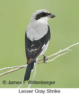 Lesser Gray Shrike - © James F Wittenberger and Exotic Birding LLC