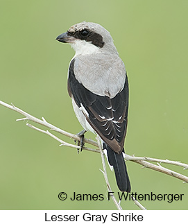 Lesser Gray Shrike - © James F Wittenberger and Exotic Birding LLC